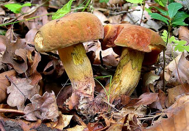 2005 :  Un anno di funghi